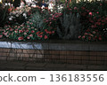 Red flower	 136183556