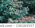 Ivy creeping wall 136183557