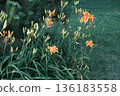 Yellow colored flower 136183558