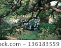 Landscape with hydrangeas 136183559