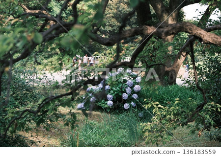 風景與繡球花 136183559