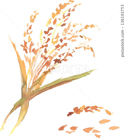 水彩風格的稻穗插圖,向量圖 水彩風格的稻穗插圖,向量圖 136183753