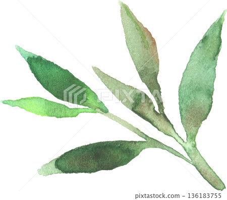 茶葉水彩插圖，向量圖 136183755
