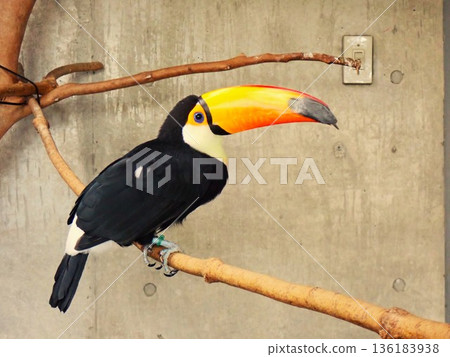 大嘴鳥2號 大嘴鳥2號 136183938