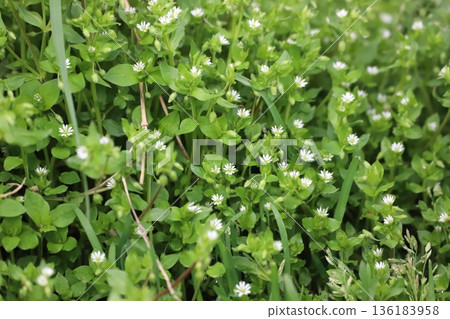 Spring wildflower: chickweed Spring wildflower: chickweed 136183958