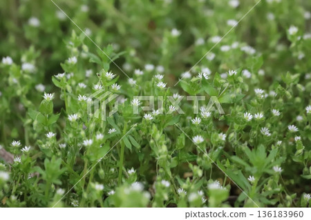 Spring wildflower: chickweed Spring wildflower: chickweed 136183960