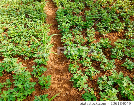 photo of a peanut plantation that has just flowered photo of a peanut plantation that has just flowered 136184049