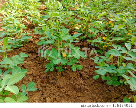 photo of a peanut plantation that has just flowered photo of a peanut plantation that has just flowered 136184051