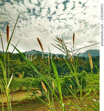 view of napier grass in rice fields with a mountainous background and a clear, cloudy sky 136184053