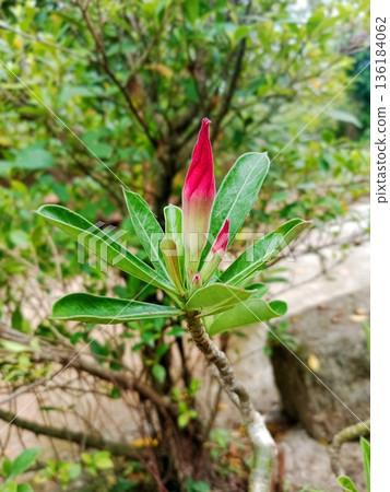 close up of adenium flower buds not yet blooming 136184062