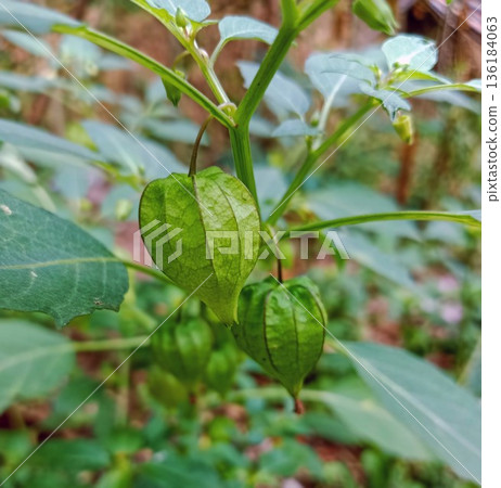 closeup photo of Physalis Angulata fruit closeup photo of Physalis Angulata fruit 136184063