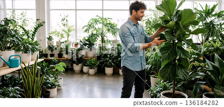 Handsome man choosing indoor plant at store. Happy male customer examining fiddle leaf fig tree in garden center. Gardening and home decor concept 136184282