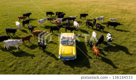 Aerial View Of Yellow Classic Car Surrounded By Cows Grazing In A Lush Green Meadow Sunlight 136184533