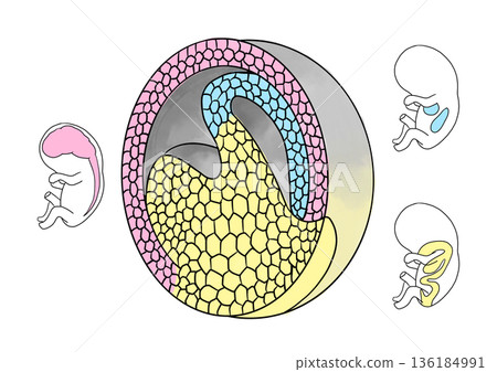 受精卵分裂成胎兒部分的示意圖 136184991