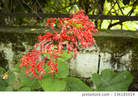 奇特旺的紅蜀葵花 136185014
