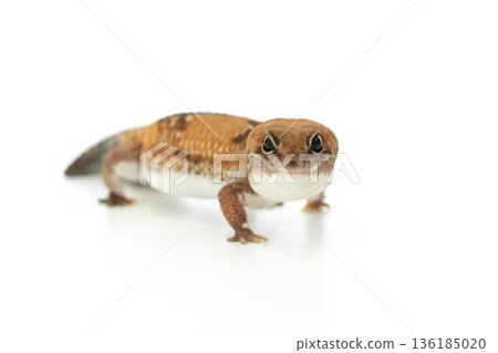 A Captive African Fat Tailed Gecko Isolated on White Background A Captive African Fat Tailed Gecko Isolated on White Background 136185020