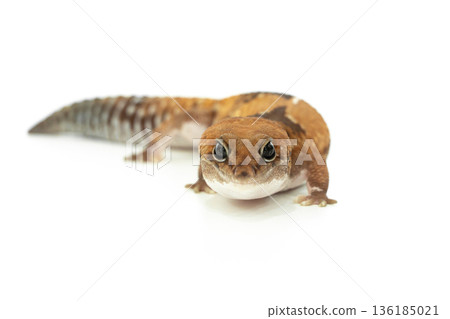 A Captive African Fat Tailed Gecko Isolated on White Background A Captive African Fat Tailed Gecko Isolated on White Background 136185021