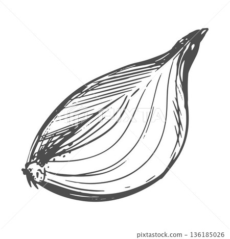 A quarter of an onion on a white background. Vector illustration of a portion of the vegetable head. Line sketch of an aromatic spice. Imitation of engraving. 136185026