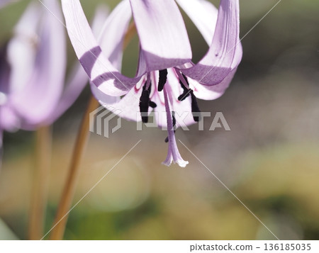 A lovely katakuri flower A lovely katakuri flower 136185035