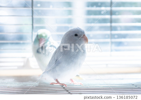 Soft-Lit Forpus Parrotlet Standing on a Cage Floor Inside a Bright Captive Enclosure 136185072