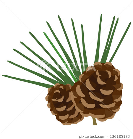 松針和松果插圖 136185183