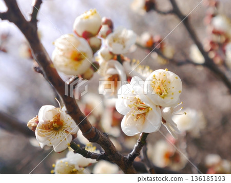 Plum blossoms in full bloom 136185193
