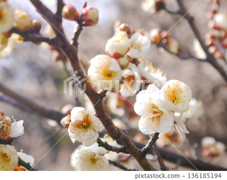 Plum blossoms in full bloom Plum blossoms in full bloom 136185194