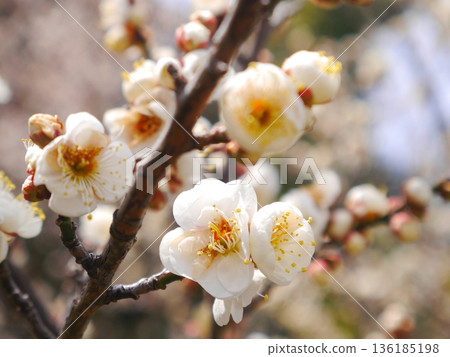 Plum blossoms in full bloom 136185198