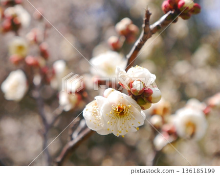梅花盛開 梅花盛開 136185199