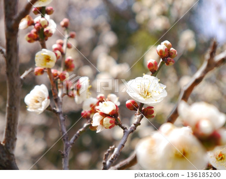 Plum blossoms in full bloom 136185200