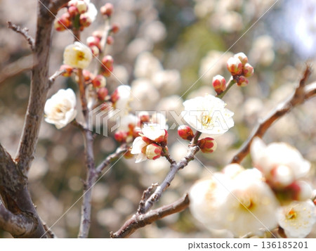 Plum blossoms in full bloom Plum blossoms in full bloom 136185201