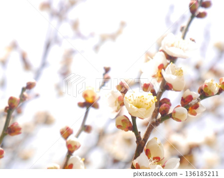 Plum blossoms in full bloom Plum blossoms in full bloom 136185211