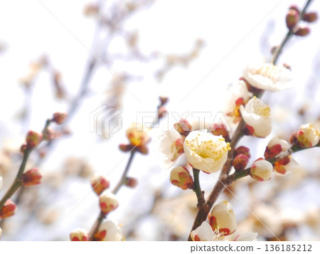Plum blossoms in full bloom Plum blossoms in full bloom 136185212
