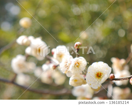 Plum blossoms in full bloom Plum blossoms in full bloom 136185214
