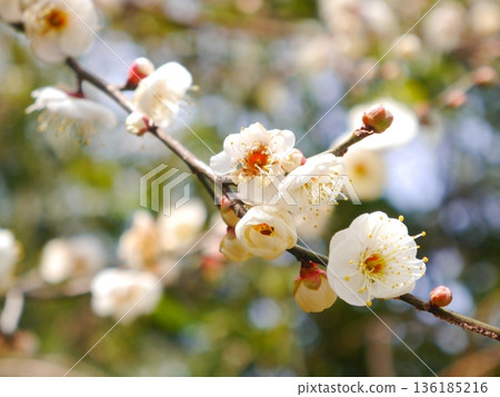 Plum blossoms in full bloom Plum blossoms in full bloom 136185216
