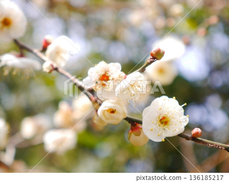 Plum blossoms in full bloom Plum blossoms in full bloom 136185217