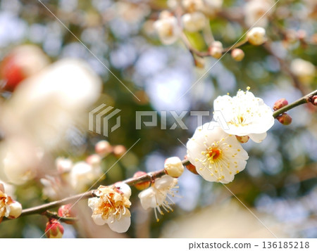 Plum blossoms in full bloom Plum blossoms in full bloom 136185218