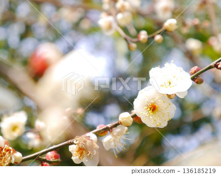 Plum blossoms in full bloom Plum blossoms in full bloom 136185219