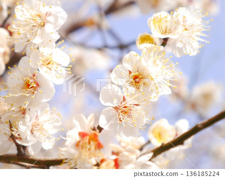 Plum blossoms in full bloom 136185224