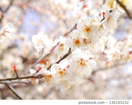 Plum blossoms in full bloom 136185232