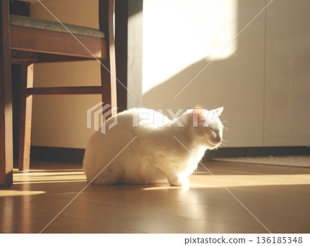Relaxing cat in the light 136185348