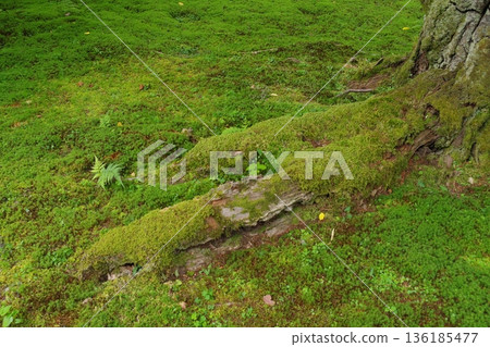 一棵樹的根與青苔的 136185477