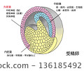 與受精卵的分化 136185492