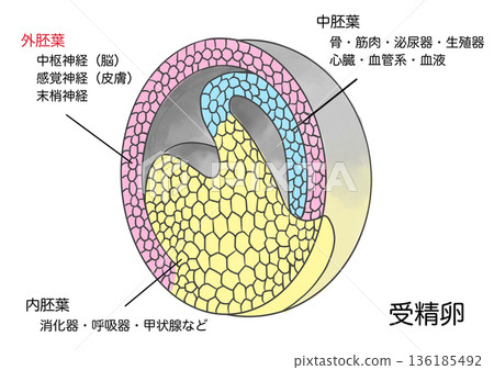 與受精卵的分化 與受精卵的分化 136185492