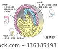 胎兒各部分與受精卵的分化 136185493