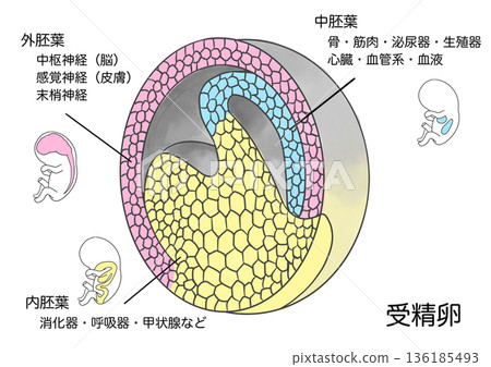 Differentiation of each part of the fetus from the fertilized egg Differentiation of each part of the fetus from the fertilized egg 136185493
