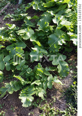 這是一個充滿樂趣的家庭花園，我們在這裡等待十二月蘿蔔的收穫。 136185502