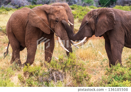 African elephant in Samburu National Reserve 136185508