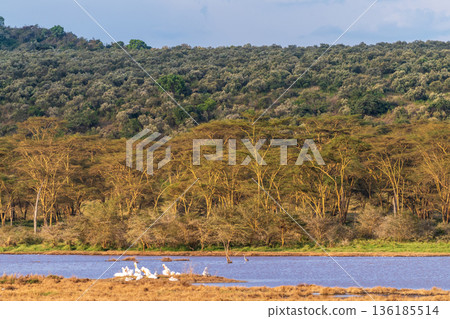 Flamingos near Laka Nakuru 136185514