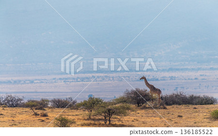 Masai Giraffe in the Ngorogoro Conservation area 136185522